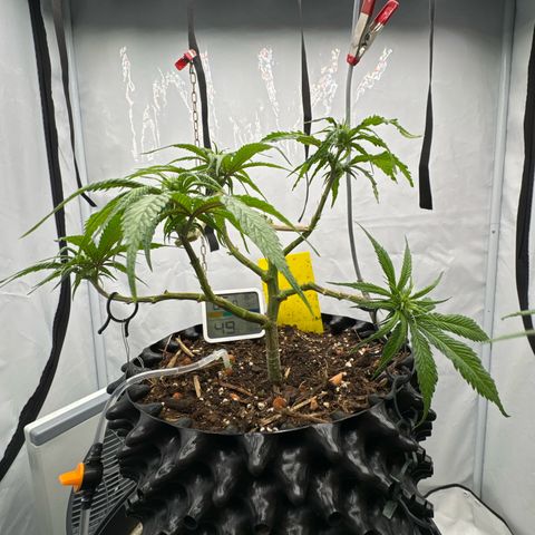 👍 Joey 4 RIP Enharda Rum  growlog timeline photo