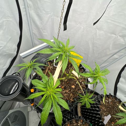 👍 Joey 4 RIP Enharda Rum  growlog timeline photo