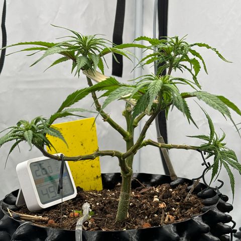 👍 Joey 4 RIP Enharda Rum  growlog timeline photo