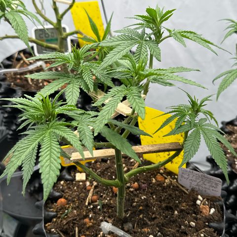 Wedding Cheesecake growlog timeline photo