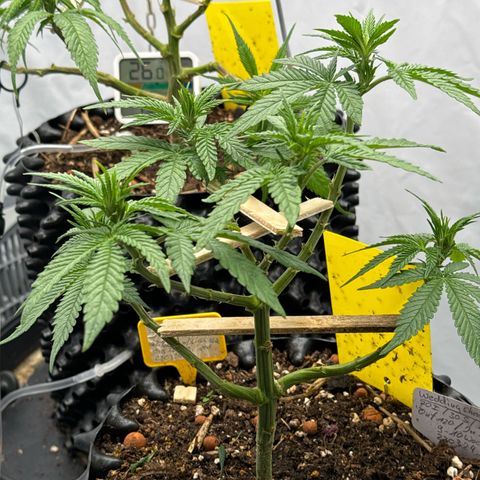 Wedding Cheesecake growlog timeline photo