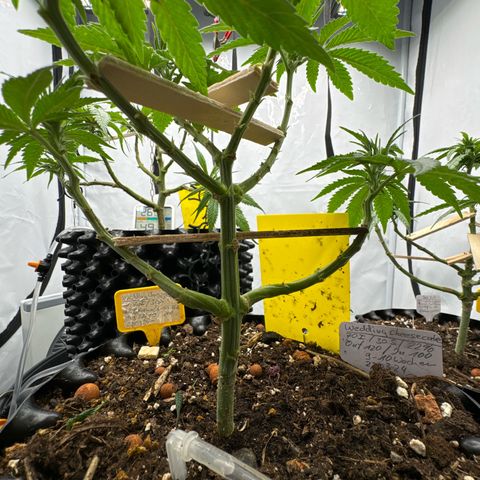 Wedding Cheesecake growlog timeline photo
