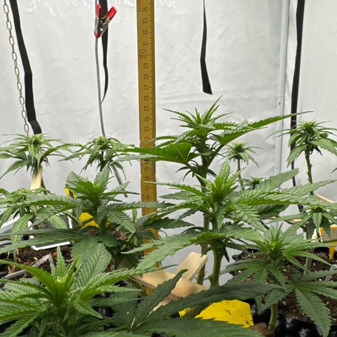 Wedding Cheesecake growlog photo:  26 cm