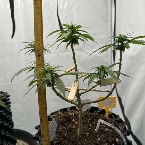 SexBud growlog photo:  27 cm