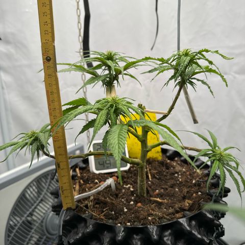 👍 Joey 4 RIP Enharda Rum  growlog photo:  23 cm