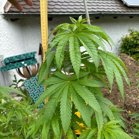 Shining Silver Haze growlog photo:  70 cm
