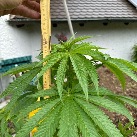 Northern Lights growlog photo:  62 cm