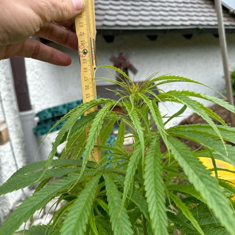 👍 Joey 5 RIP Enharda Rum  growlog photo:  57 cm