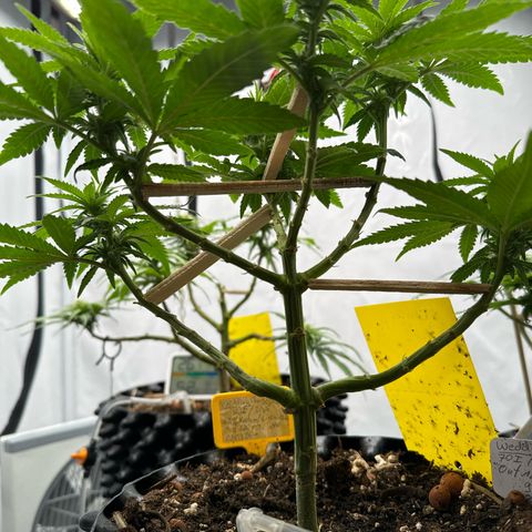 Wedding Cheesecake growlog photo:  Die Mädels haben einen kräftigen, Schub gemacht, die letzten 3 -5 Tage. und es liegt jetzt schon eine andere Duftwolke im Zelt. 