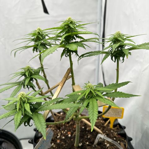 SexBud growlog photo:  Die Mädels haben einen kräftigen, Schub gemacht, die letzten 3 -5 Tage. und es liegt jetzt schon eine andere Duftwolke im Zelt. 