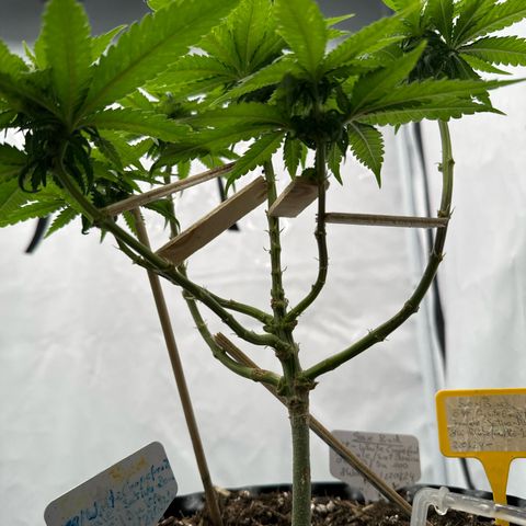 SexBud growlog photo:  Die Mädels haben einen kräftigen, Schub gemacht, die letzten 3 -5 Tage. und es liegt jetzt schon eine andere Duftwolke im Zelt. 