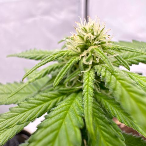 SexBud growlog photo:  Die Mädels haben einen kräftigen, Schub gemacht, die letzten 3 -5 Tage. und es liegt jetzt schon eine andere Duftwolke im Zelt. 