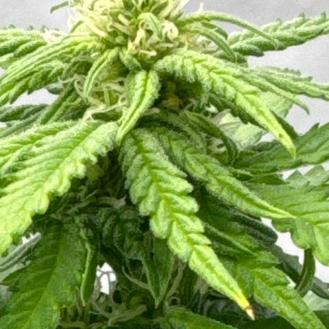 SexBud growlog photo:  Die Mädels haben einen kräftigen, Schub gemacht, die letzten 3 -5 Tage. und es liegt jetzt schon eine andere Duftwolke im Zelt. 