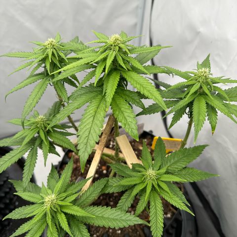 SexBud growlog photo:  Die Mädels haben einen kräftigen, Schub gemacht, die letzten 3 -5 Tage. und es liegt jetzt schon eine andere Duftwolke im Zelt. 