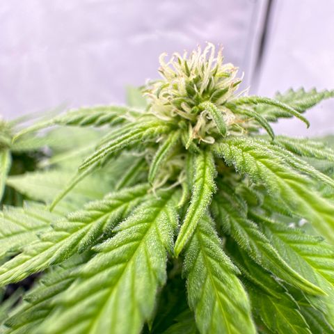 SexBud growlog photo:  Die Mädels haben einen kräftigen, Schub gemacht, die letzten 3 -5 Tage. und es liegt jetzt schon eine andere Duftwolke im Zelt. 