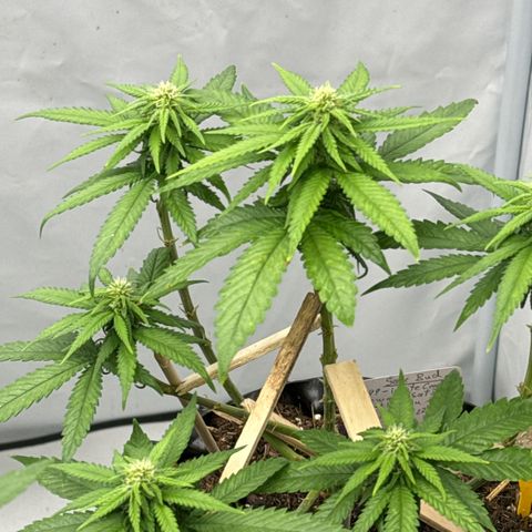 SexBud growlog photo:  Die Mädels haben einen kräftigen, Schub gemacht, die letzten 3 -5 Tage. und es liegt jetzt schon eine andere Duftwolke im Zelt. 