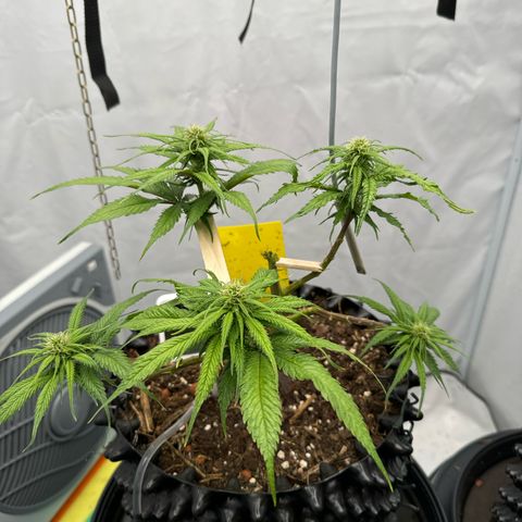 👍 Joey 4 RIP Enharda Rum  growlog photo:  Die Mädels haben einen kräftigen, Schub gemacht, die letzten 3 -5 Tage. und es liegt jetzt schon eine andere Duftwolke im Zelt. 
