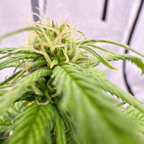 👍 Joey 4 RIP Enharda Rum  growlog photo:  Die Mädels haben einen kräftigen, Schub gemacht, die letzten 3 -5 Tage. und es liegt jetzt schon eine andere Duftwolke im Zelt. 
