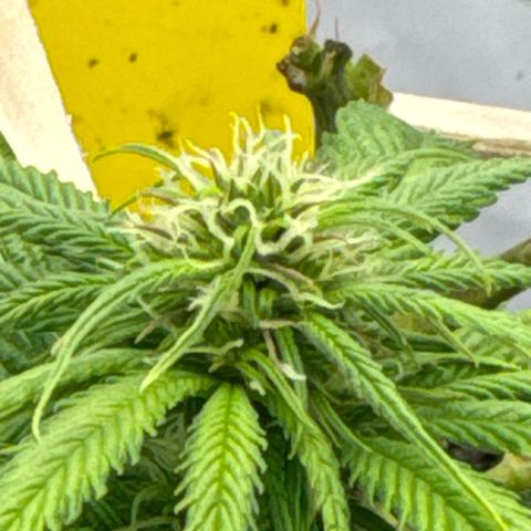 👍 Joey 4 RIP Enharda Rum  growlog photo:  Die Mädels haben einen kräftigen, Schub gemacht, die letzten 3 -5 Tage. und es liegt jetzt schon eine andere Duftwolke im Zelt. 