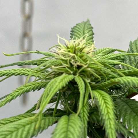 👍 Joey 4 RIP Enharda Rum  growlog photo:  Die Mädels haben einen kräftigen, Schub gemacht, die letzten 3 -5 Tage. und es liegt jetzt schon eine andere Duftwolke im Zelt. 