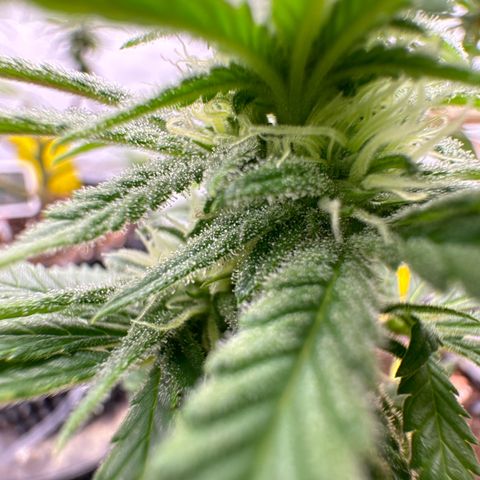 Wedding Cheesecake growlog photo: 👍🫶👍