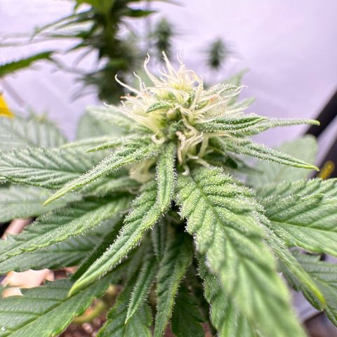 Wedding Cheesecake growlog photo: 👍🫶👍
