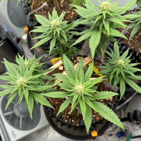 Wedding Cheesecake growlog photo: 👍🫶👍