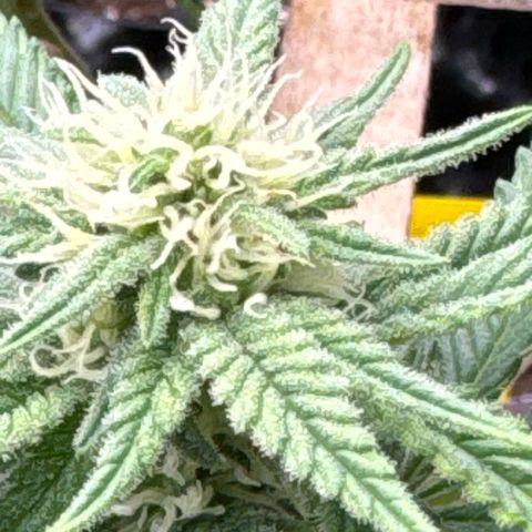 Wedding Cheesecake growlog photo: 👍🫶👍