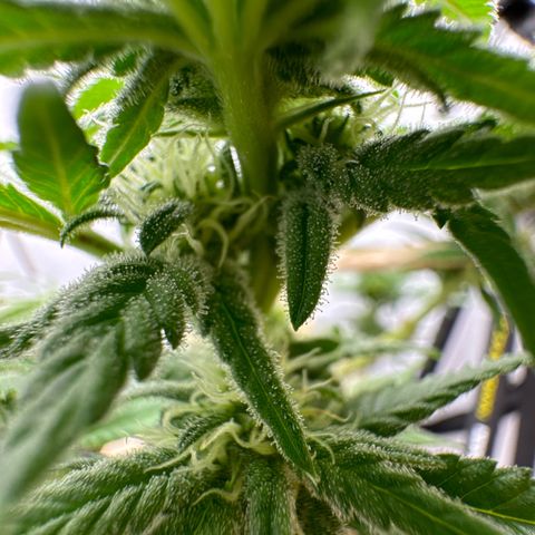 Wedding Cheesecake growlog photo: 👍🫶👍