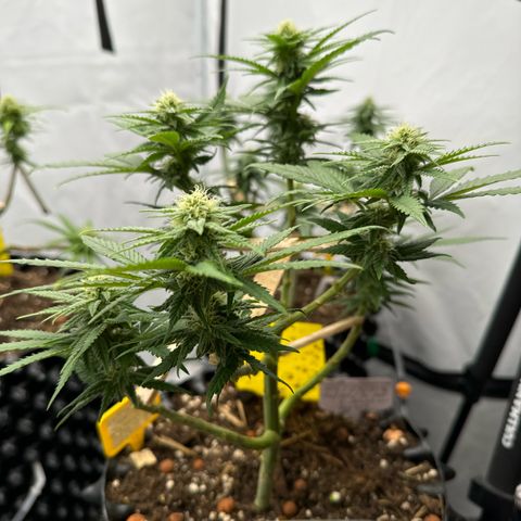 Wedding Cheesecake growlog photo: 👍🫶👍