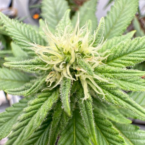 Wedding Cheesecake growlog photo: 👍🫶👍