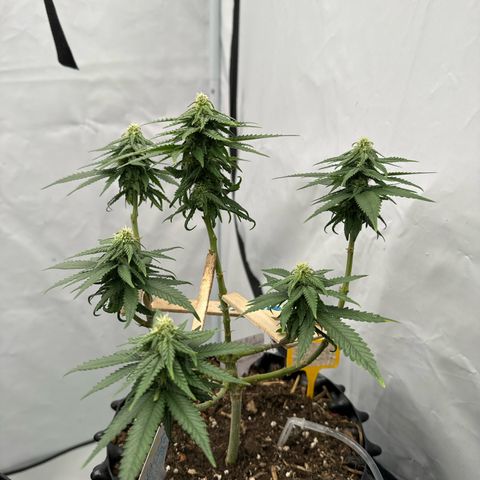 SexBud growlog timeline photo
