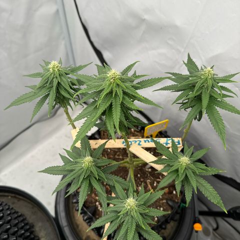 SexBud growlog timeline photo