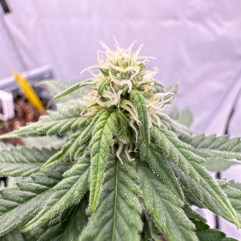 SexBud growlog timeline photo