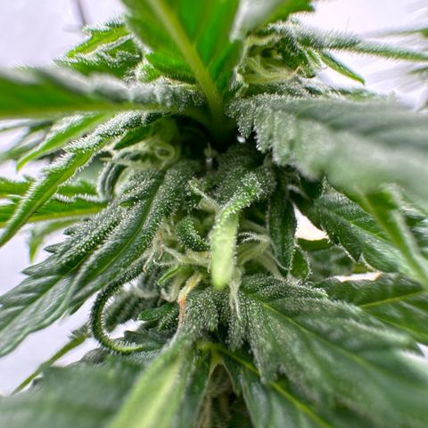 SexBud growlog timeline photo