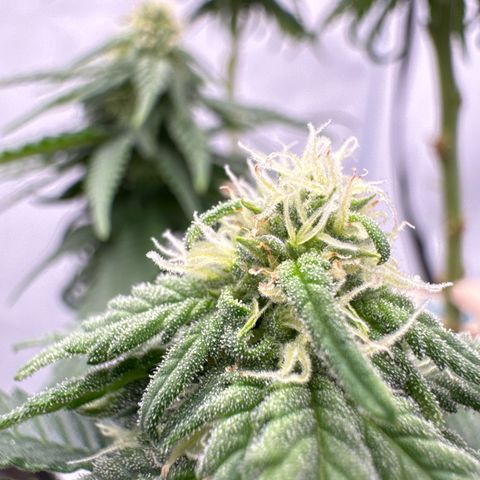 SexBud growlog timeline photo
