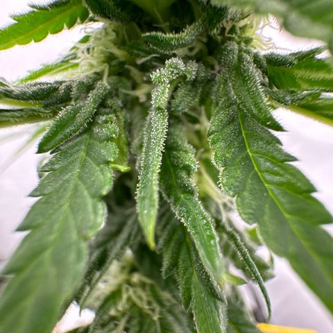 SexBud growlog timeline photo