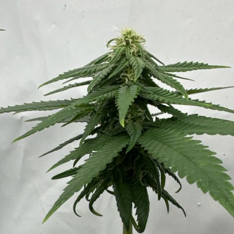 SexBud growlog timeline photo
