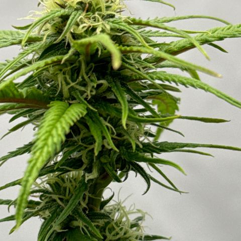 👍 Joey 4 RIP Enharda Rum  growlog timeline photo
