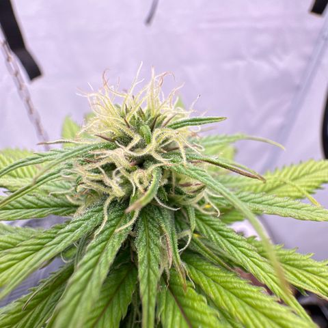👍 Joey 4 RIP Enharda Rum  growlog timeline photo