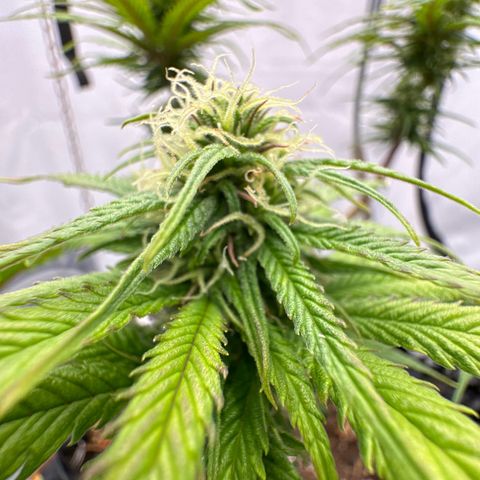 👍 Joey 4 RIP Enharda Rum  growlog timeline photo