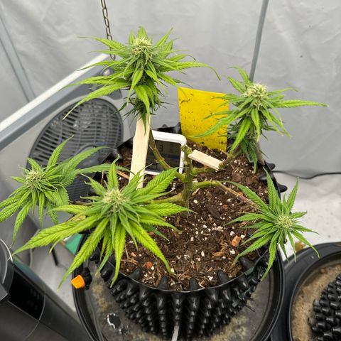 👍 Joey 4 RIP Enharda Rum  growlog timeline photo