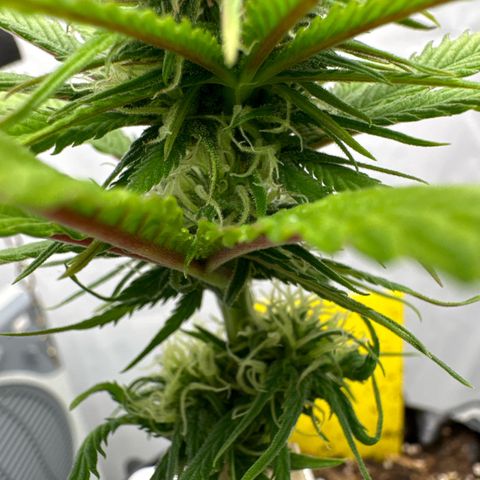 👍 Joey 4 RIP Enharda Rum  growlog timeline photo