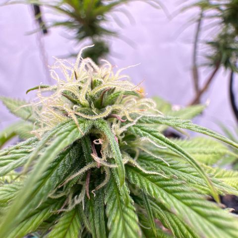 👍 Joey 4 RIP Enharda Rum  growlog timeline photo