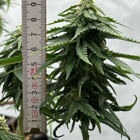 SexBud growlog timeline photo