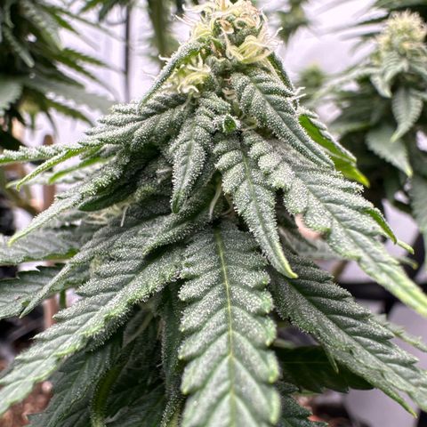 SexBud growlog timeline photo