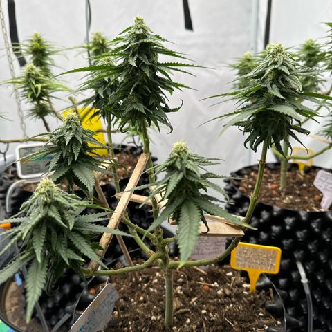 SexBud growlog timeline photo