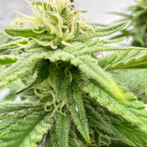 Wedding Cheesecake growlog timeline photo
