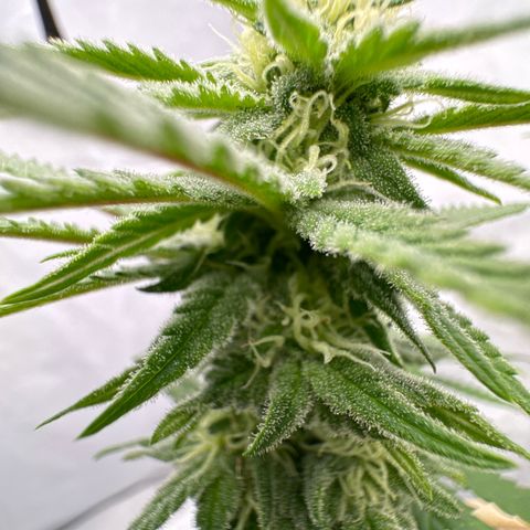 Wedding Cheesecake growlog timeline photo