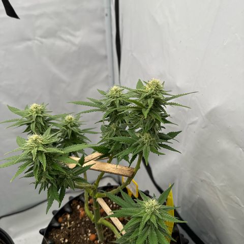 Wedding Cheesecake growlog timeline photo